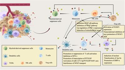 Lactate-related metabolic reprogramming and immune regulation in colorectal cancer